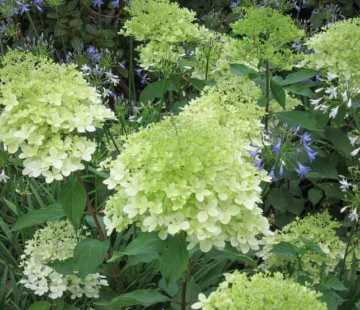 Гортензия "Гринспайер" - лпх-первомайское.рф