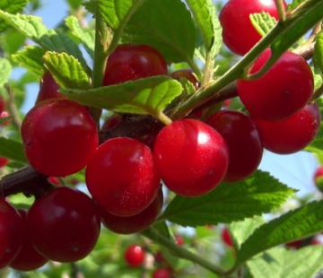 Натали (нет в наличии) - лпх-первомайское.рф