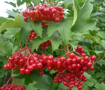 Жолобовская (нет в наличии) - лпх-первомайское.рф