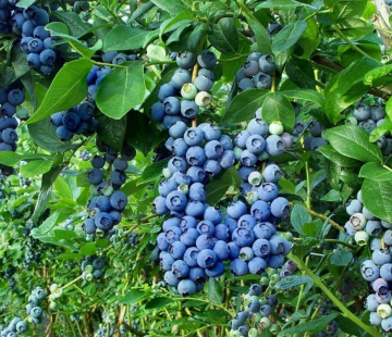 Патриот - лпх-первомайское.рф