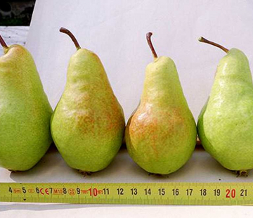 Груша Заметная - лпх-первомайское.рф