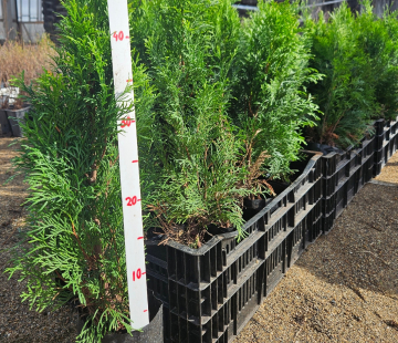 Туя западная СМАРАГД - лпх-первомайское.рф