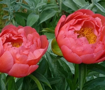 Коралл сансет - лпх-первомайское.рф