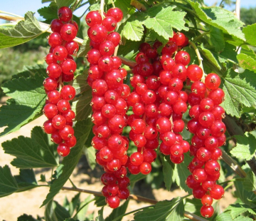 Смородина Хрустящая - лпх-первомайское.рф