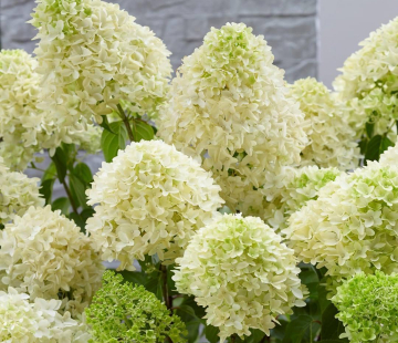 Гортензия "Скайфолл" - лпх-первомайское.рф