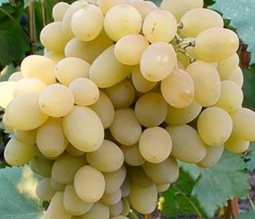 Виноград Августин - лпх-первомайское.рф