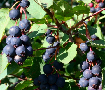 Ирга ( мандан) - лпх-первомайское.рф