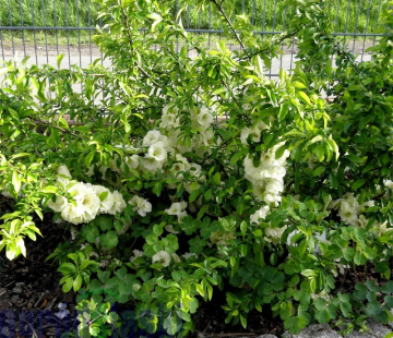 Юкиготен - лпх-первомайское.рф