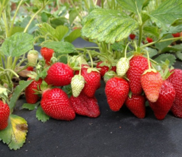 Клубника Альба - лпх-первомайское.рф