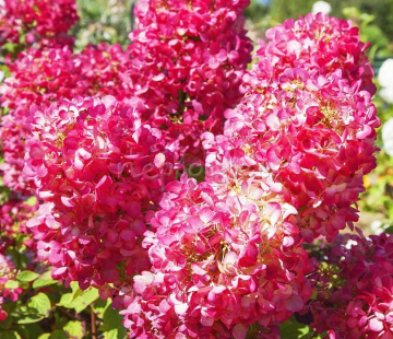 Гортензия "Даймонд Руж" - лпх-первомайское.рф