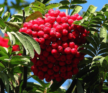 Алая крупная - лпх-первомайское.рф