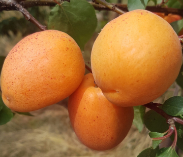 Абрикос Амур - лпх-первомайское.рф