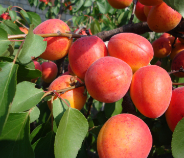 Абрикос Огни Челябинска - лпх-первомайское.рф