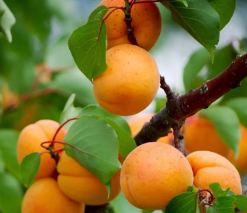 Абрикос Уралец (нет в наличии) - лпх-первомайское.рф