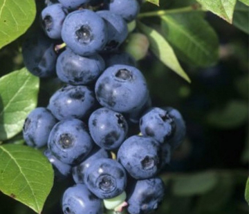 Норт Блю - лпх-первомайское.рф