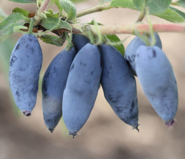 Ребекка  - лпх-первомайское.рф