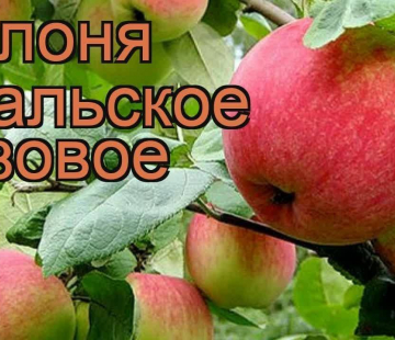 Яблоня Уральское розовое 2х-лет - лпх-первомайское.рф