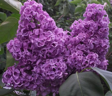 Академик Курчатов ( нет в наличии) - лпх-первомайское.рф