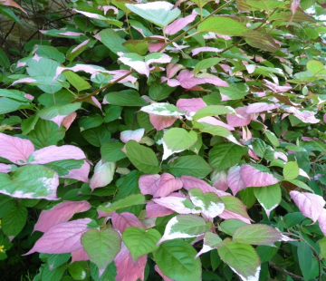 Адам - лпх-первомайское.рф