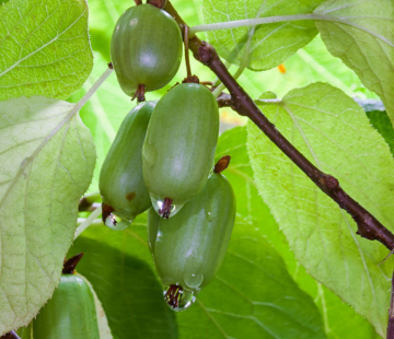 Ароматная - лпх-первомайское.рф