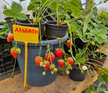 Клубника Альбион (нет в наличии) - лпх-первомайское.рф