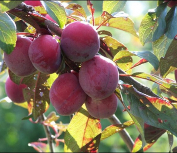 Забавница( нет в наличии) - лпх-первомайское.рф