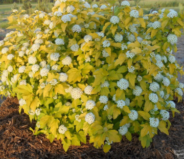 Пузыреплодник ( Наггет) - лпх-первомайское.рф