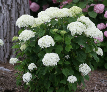 Гортензия древовидная ( Анабель) 2 х лет - лпх-первомайское.рф