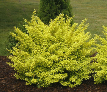 Ауреа (Тунберга) ( нет в наличии) - лпх-первомайское.рф