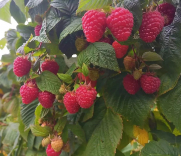 Малина Августовское чудо ( нет в наличии) - лпх-первомайское.рф