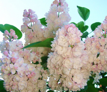 Красавица москвы ( нет в наличии) - лпх-первомайское.рф