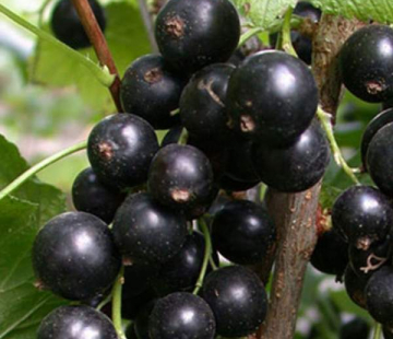 Смородина Атаман - лпх-первомайское.рф