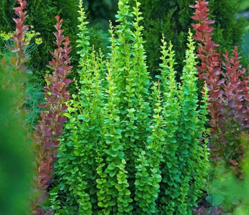 Эректа (Тунберга)  - лпх-первомайское.рф