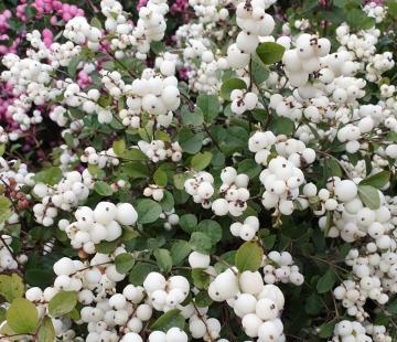 Кистевой - лпх-первомайское.рф