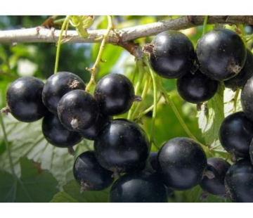 Смородина Бен Алдер - лпх-первомайское.рф