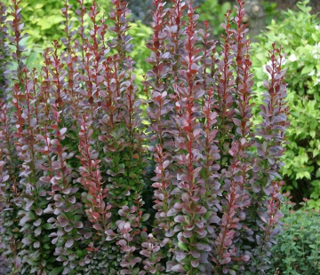 Шоколад саммер (Тунберга) - лпх-первомайское.рф