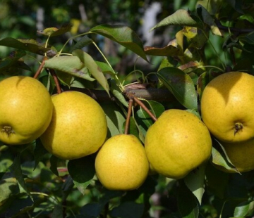 Груша Бережённая - лпх-первомайское.рф