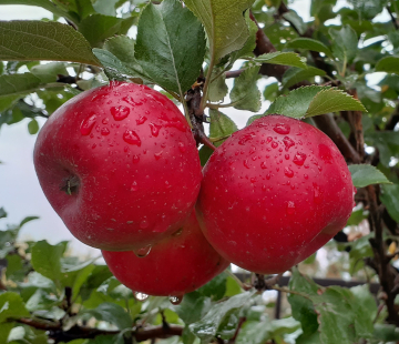 Яблоня Благая весть 3х-лет - лпх-первомайское.рф