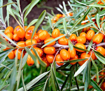 Руэт ( нет в наличии) - лпх-первомайское.рф