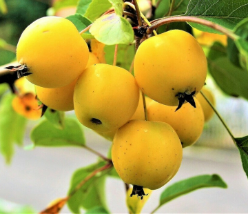 Яблоня Китайка золотая  ( нет в наличии) - лпх-первомайское.рф