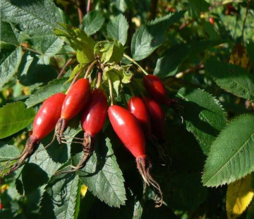 Бакал - лпх-первомайское.рф