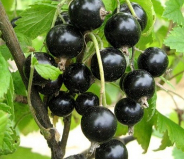 Смородина Славянка - лпх-первомайское.рф