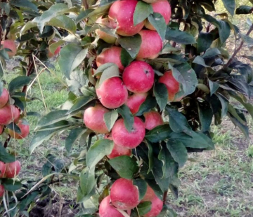 Валюта - лпх-первомайское.рф