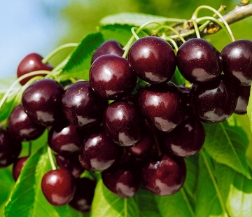 Бряночка( нет в наличии) - лпх-первомайское.рф