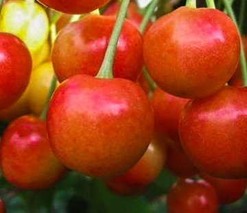 Брянская розовая( нет в наличии) - лпх-первомайское.рф