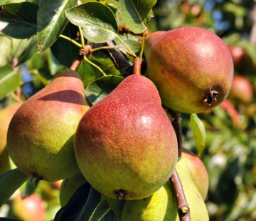 Груша Чусовая(нет в наличии) - лпх-первомайское.рф