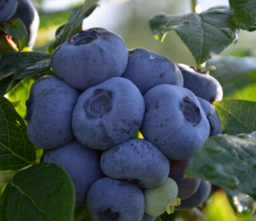 Шантеклер - лпх-первомайское.рф