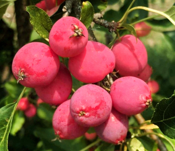 Яблоня Китайка розовая (нет в наличии) - лпх-первомайское.рф