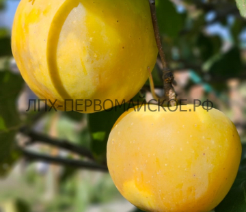 Яблоня Дачное 3х-лет - лпх-первомайское.рф