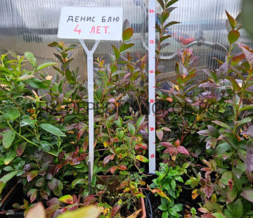 Денис блю - лпх-первомайское.рф